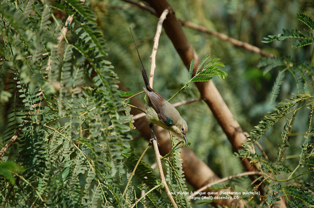 Beautiful Sunbird male adult post breeding