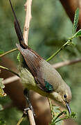 Beautiful Sunbird