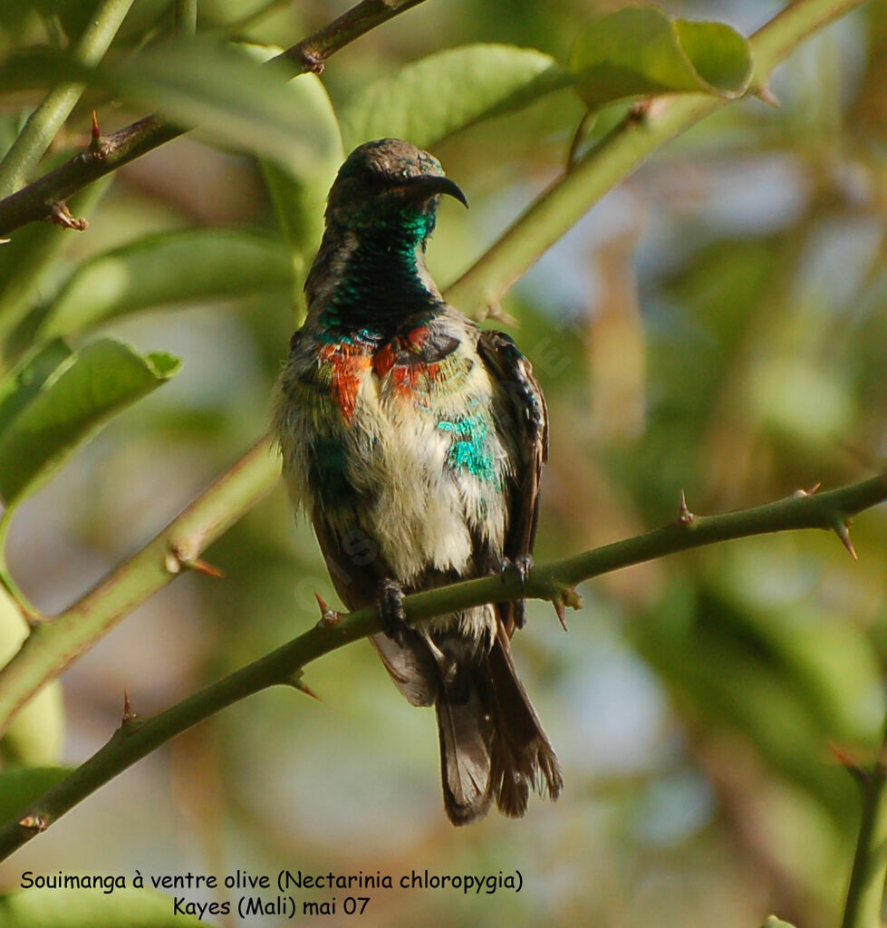 Beautiful Sunbird male adult