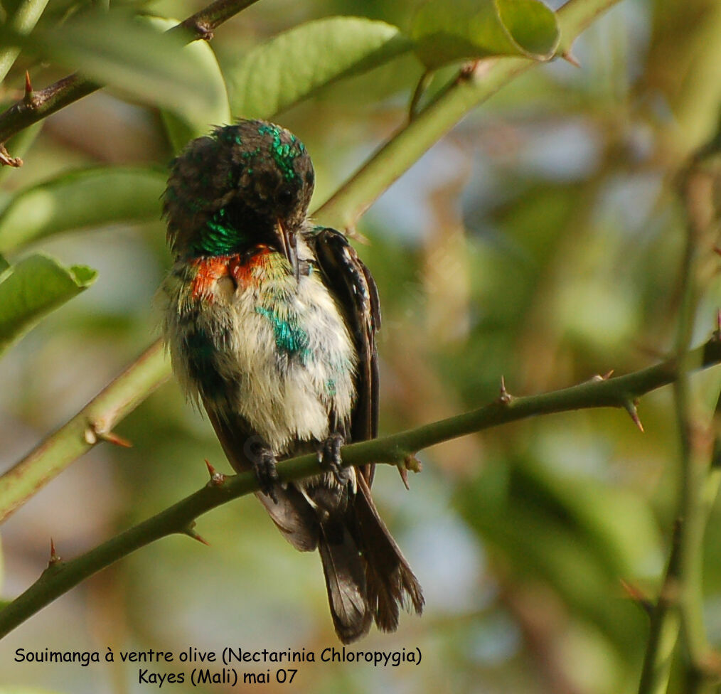 Beautiful Sunbird male adult