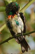 Beautiful Sunbird