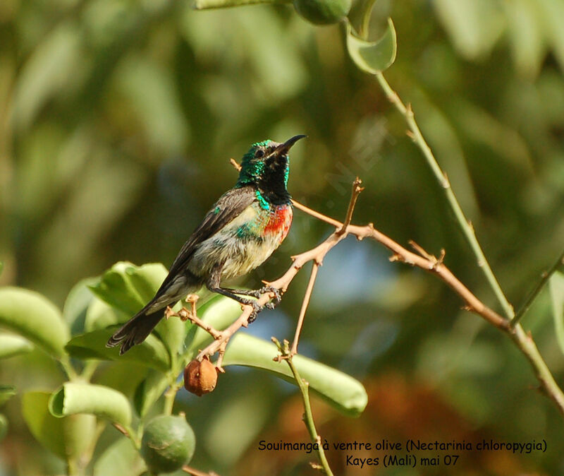 Beautiful Sunbird male adult
