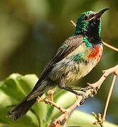 Beautiful Sunbird