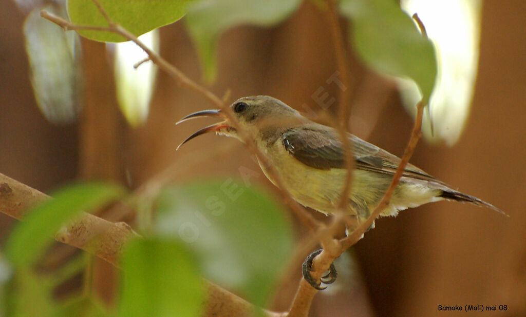 Beautiful Sunbird