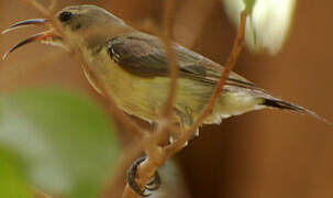 Beautiful Sunbird