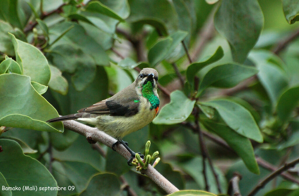 Beautiful Sunbird male adult, identification