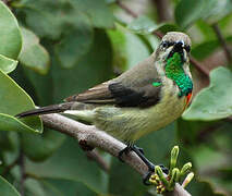 Beautiful Sunbird