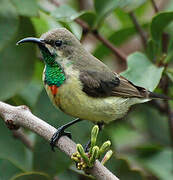 Beautiful Sunbird