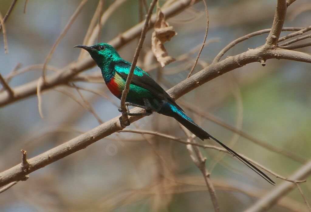 Beautiful Sunbird male adult, identification