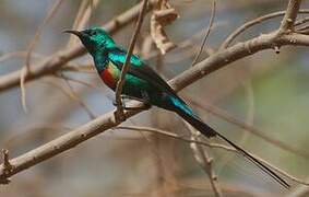 Beautiful Sunbird