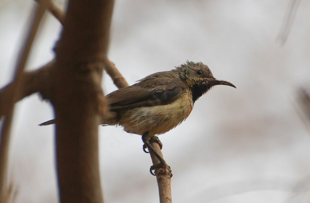 Beautiful Sunbird female adult