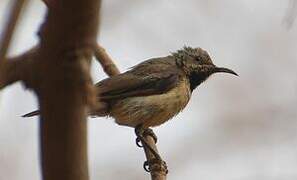 Beautiful Sunbird