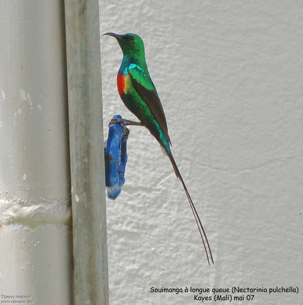 Beautiful Sunbird male adult breeding, identification