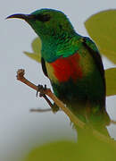 Beautiful Sunbird