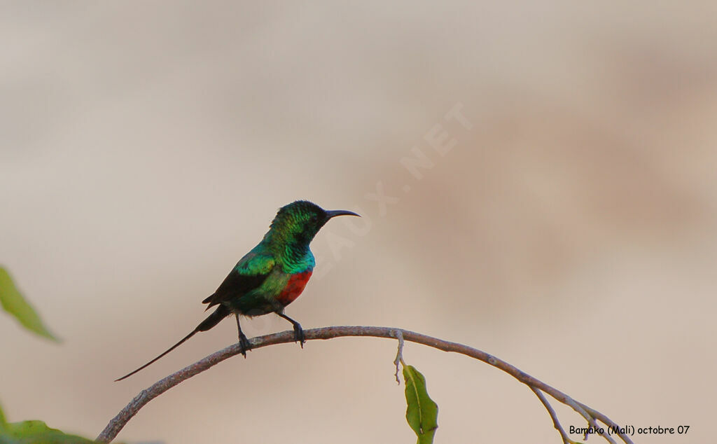 Beautiful Sunbird
