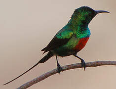 Beautiful Sunbird