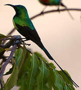 Beautiful Sunbird