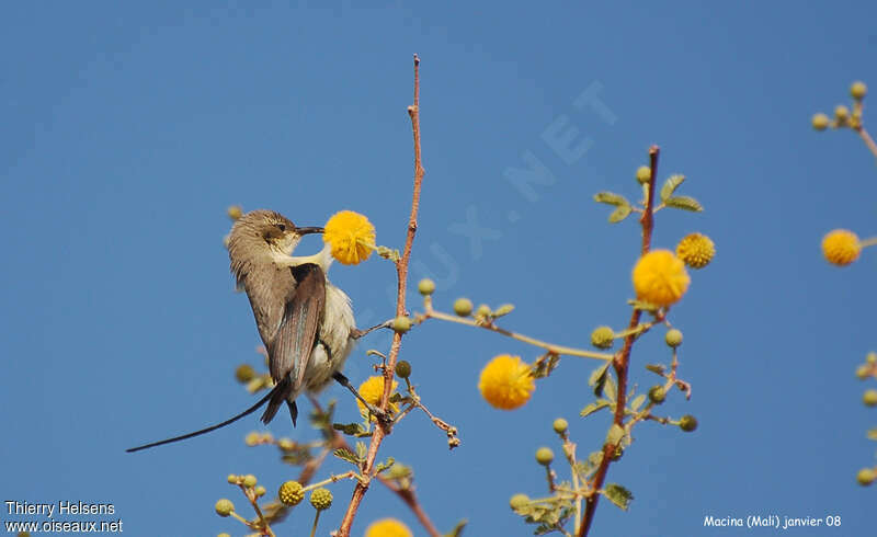 Beautiful Sunbird male adult post breeding, eats