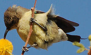 Beautiful Sunbird