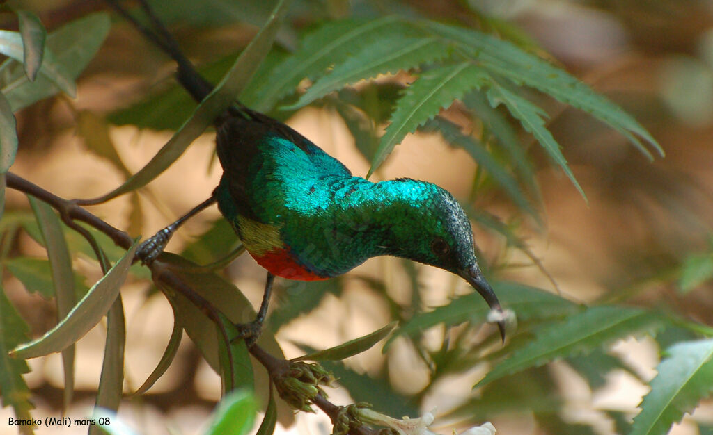 Beautiful Sunbird male adult