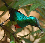 Beautiful Sunbird