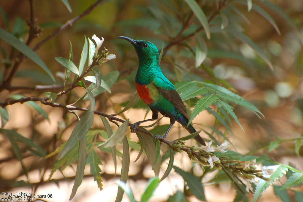 Souimanga à longue queue mâle adulte, habitat, pigmentation