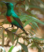 Beautiful Sunbird