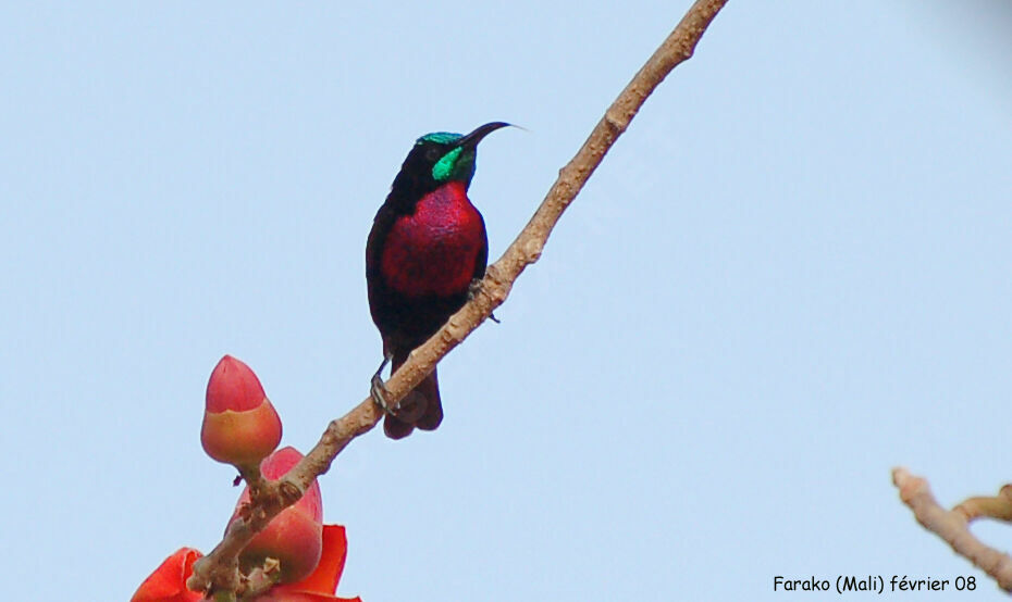 Scarlet-chested Sunbird male adult