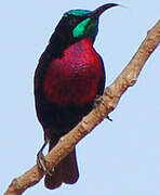 Scarlet-chested Sunbird