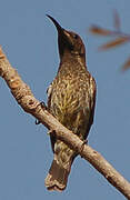 Scarlet-chested Sunbird