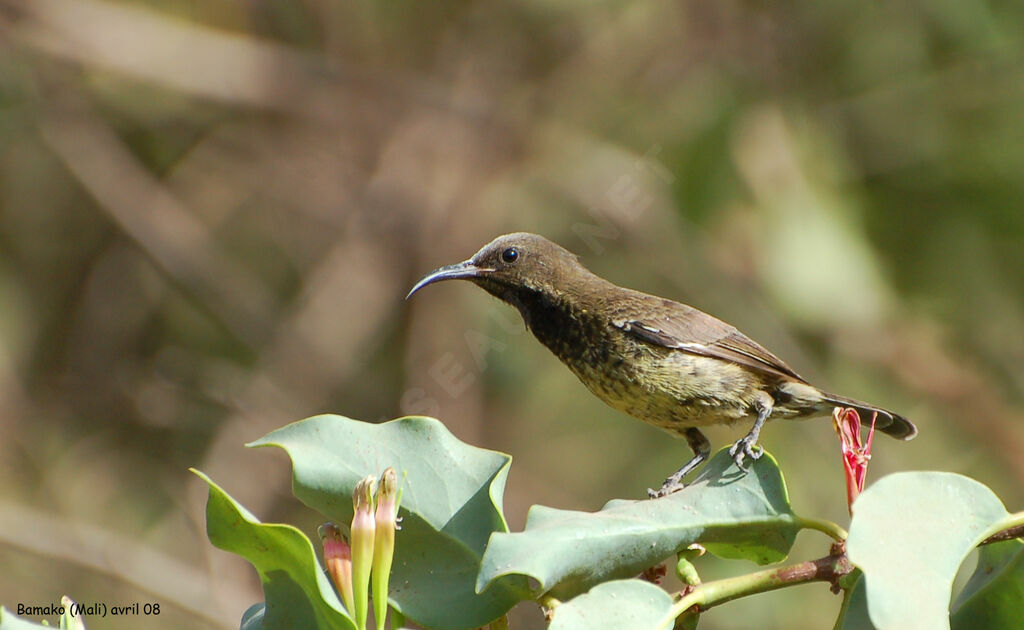 Scarlet-chested Sunbirdimmature