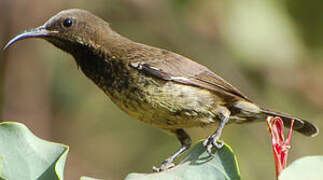 Scarlet-chested Sunbird