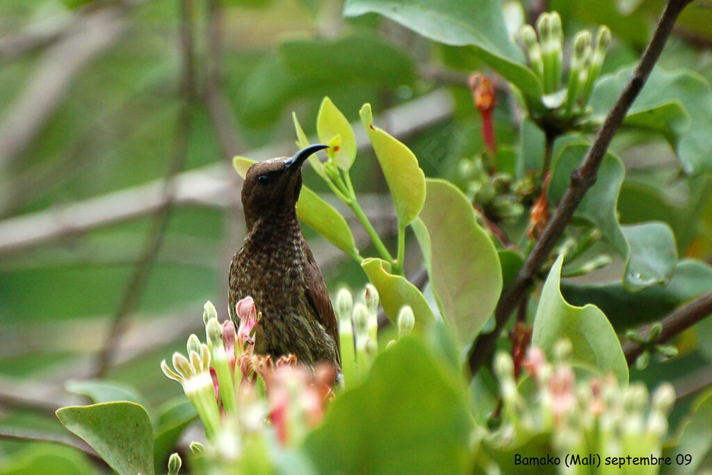 Scarlet-chested Sunbird