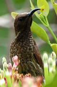 Scarlet-chested Sunbird