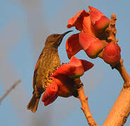 Scarlet-chested Sunbird