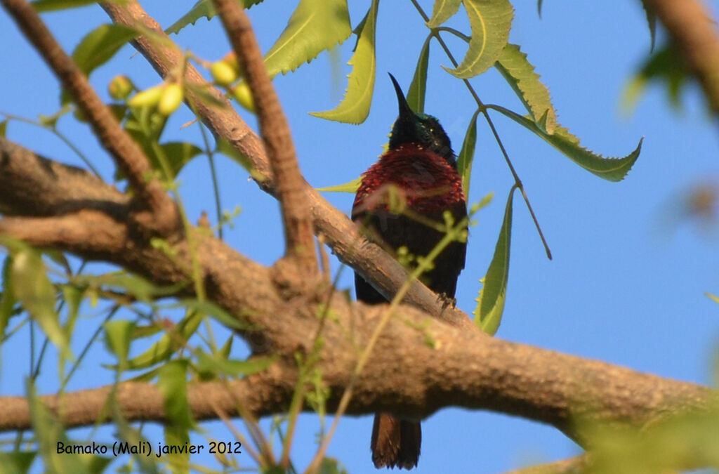 Scarlet-chested Sunbird male adult