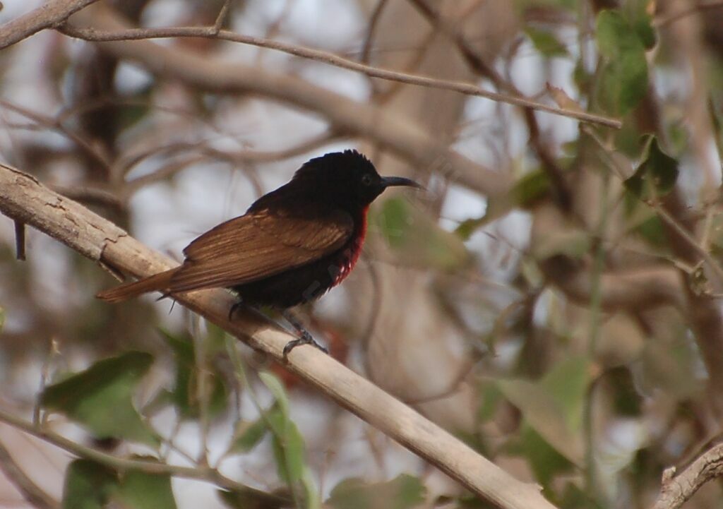 Scarlet-chested Sunbird male, identification