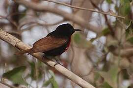 Scarlet-chested Sunbird