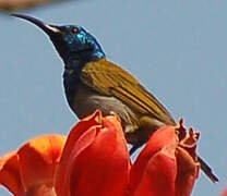 Green-headed Sunbird