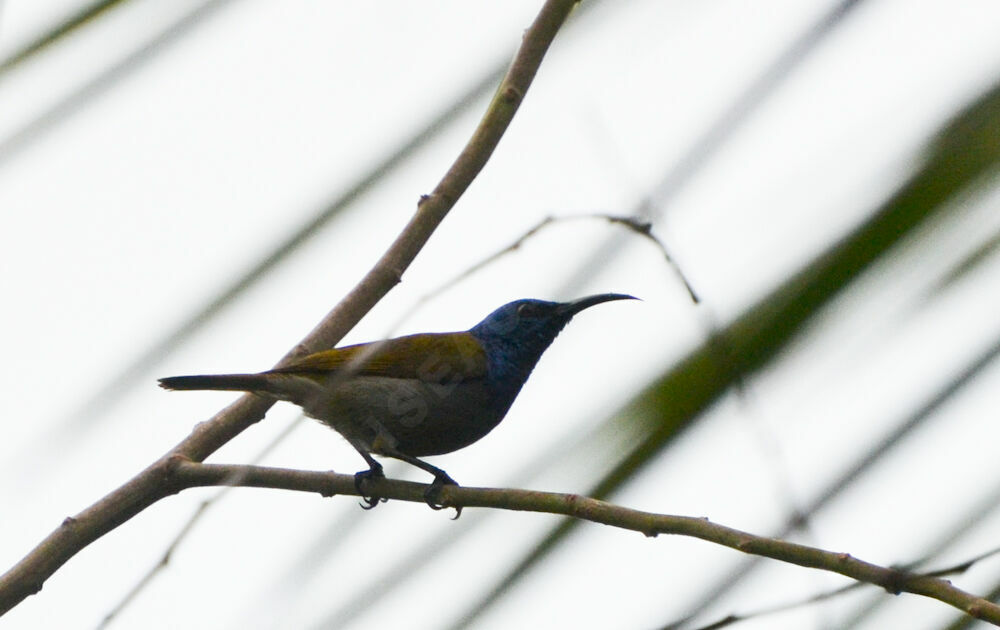 Green-headed Sunbird male adult