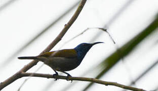 Green-headed Sunbird