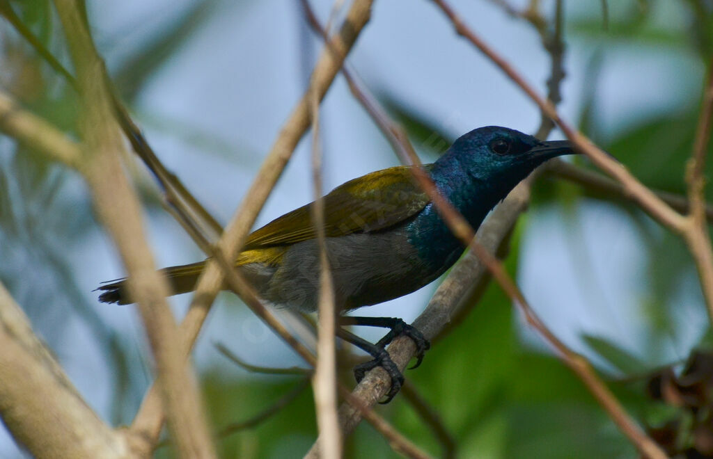 Souimanga à tête verte mâle adulte, identification