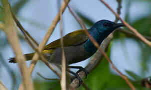 Green-headed Sunbird