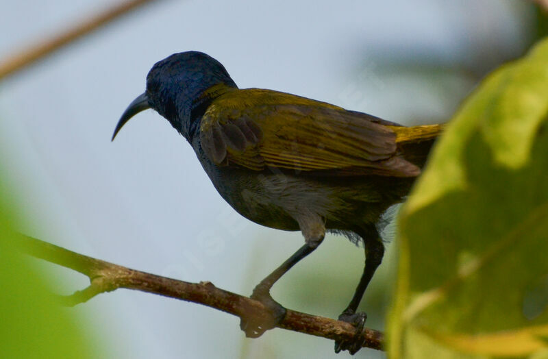 Green-headed Sunbird male adult, identification