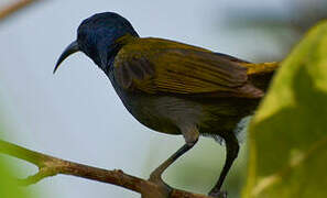 Green-headed Sunbird