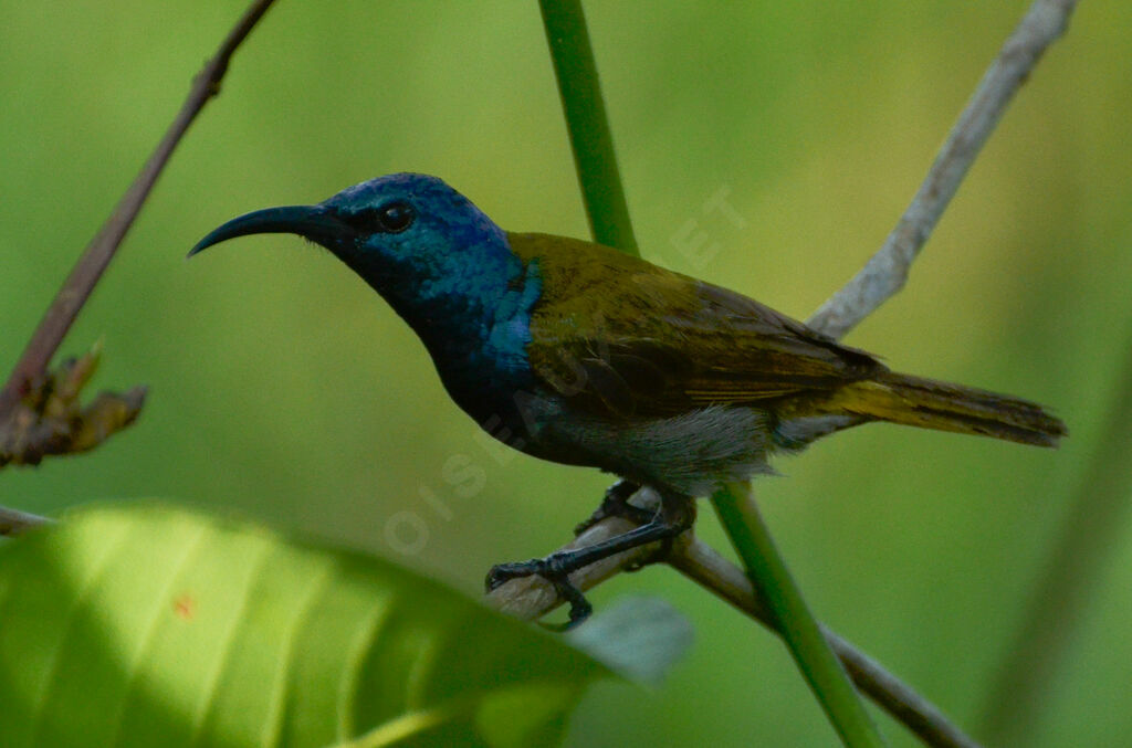 Souimanga à tête verte mâle adulte, identification