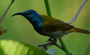 Green-headed Sunbird