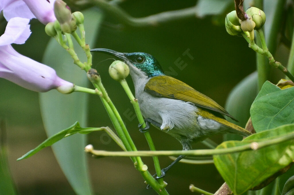 Souimanga à tête verte femelle adulte, identification