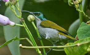 Green-headed Sunbird