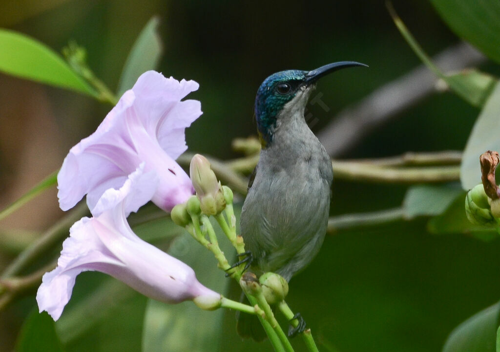 Green-headed Sunbird female adult, identification